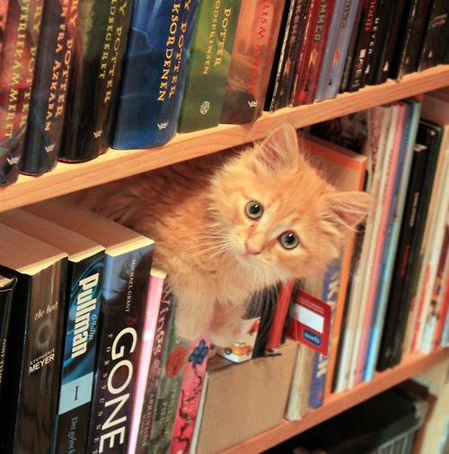 cat-in-books-7_zpsf5289946