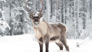 reindeer-lapland-2