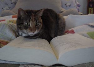 Another literary cat (not just because she loves to read, just like her mama) her full name is Elizabeth Bennet, after her mama's favorite literary heroine. 