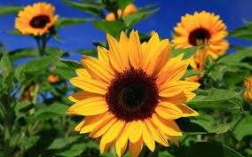 Sunflowers are a symbol of peace