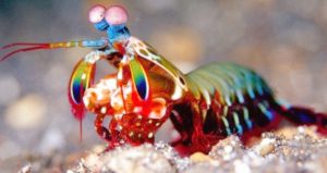 mantisshrimp